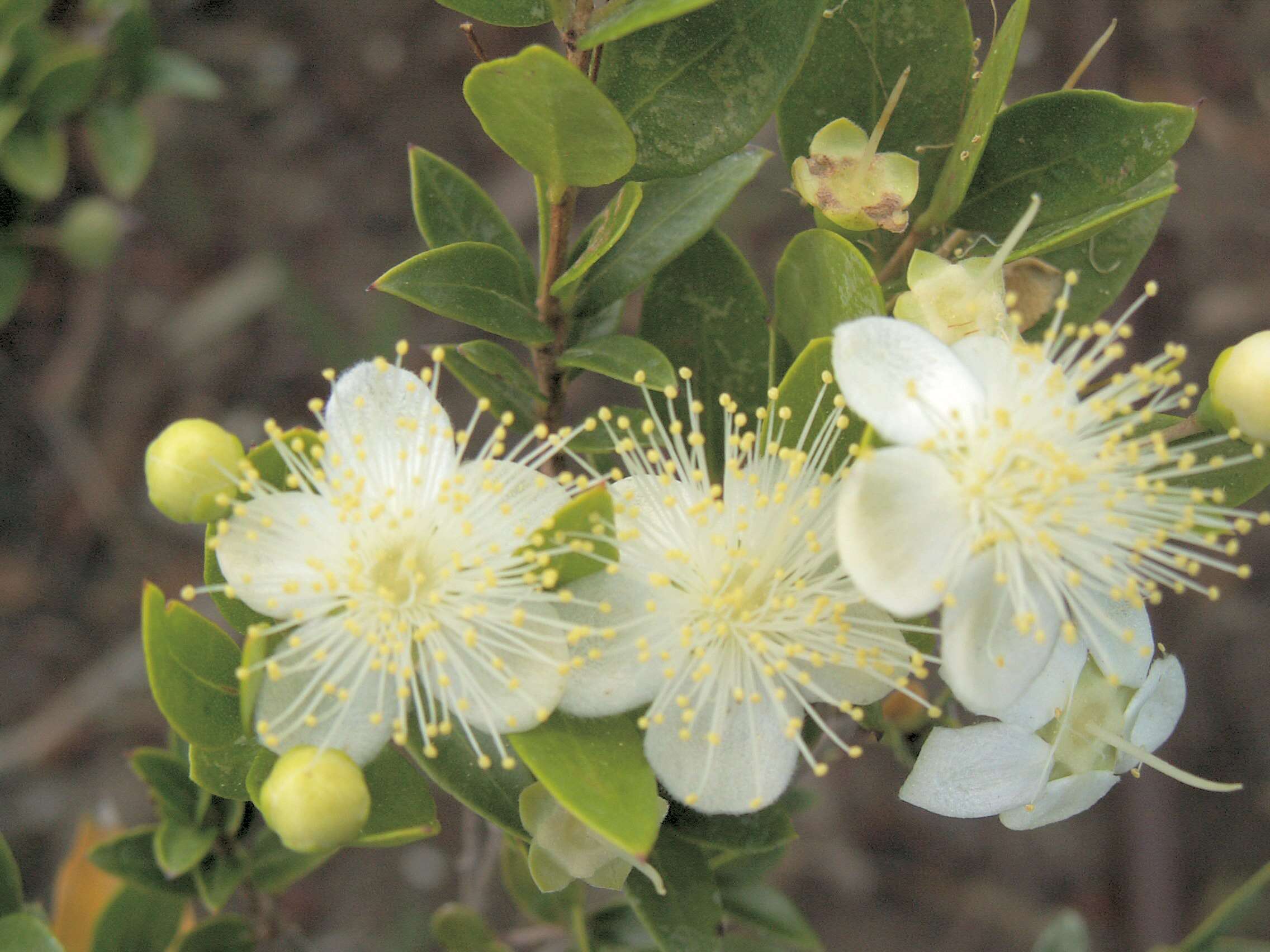 Image de Myrtus communis L.