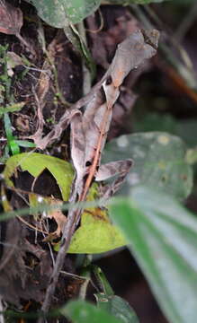 Anolis scypheus Cope 1864 resmi