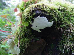 Image of Ganoderma applanatum