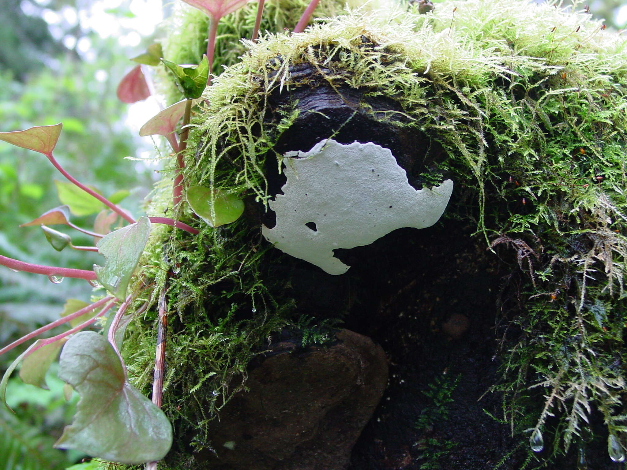 Image of Ganoderma applanatum