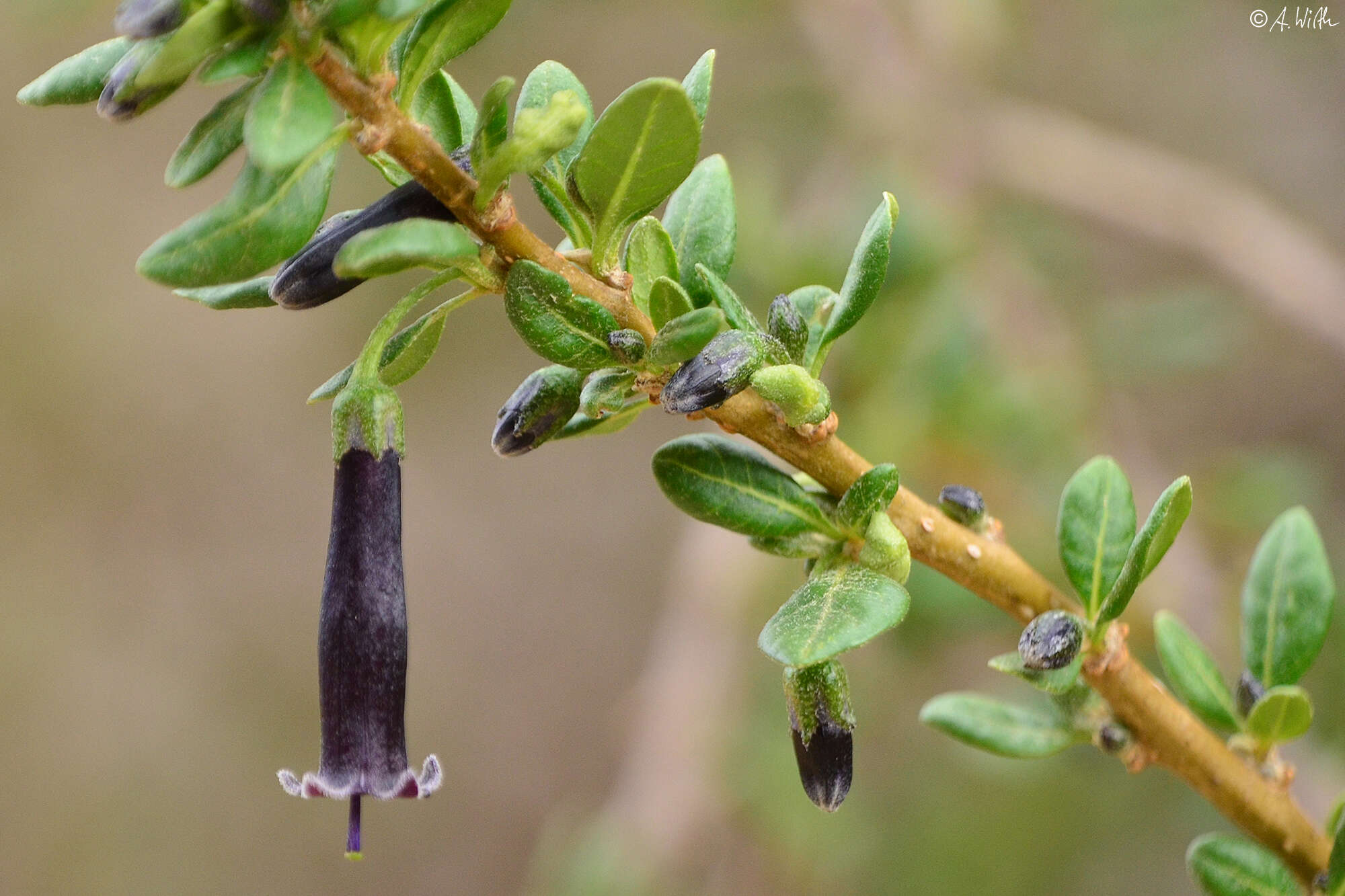 Image of Dunalia brachyacantha Miers