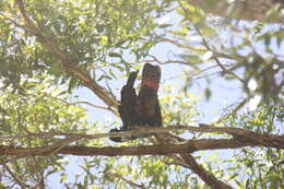 Image of Calyptorhynchus banksii naso Gould 1837