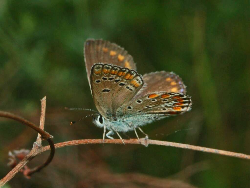 Image of Polyommatus thersites