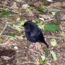 Image of Black Robin