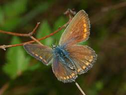 Image of Polyommatus thersites