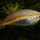 Image of Ramu Rainbowfish