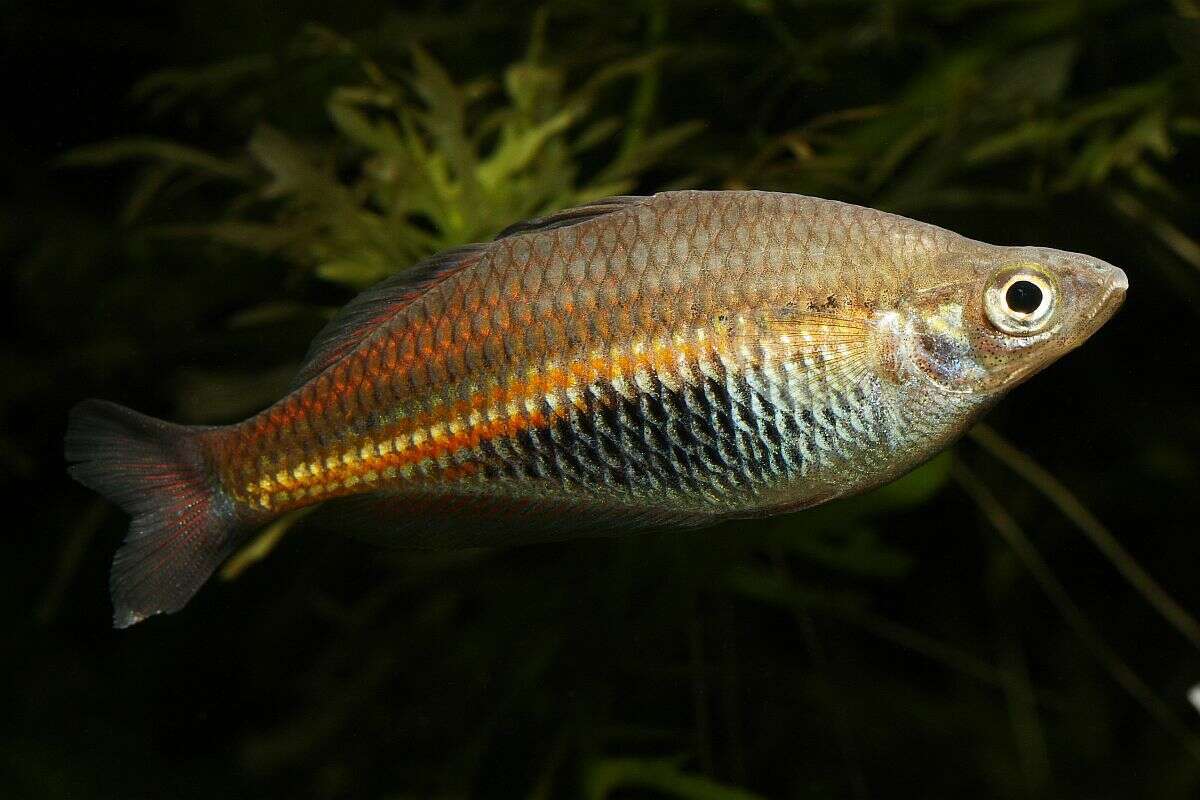 Image of Ramu Rainbowfish