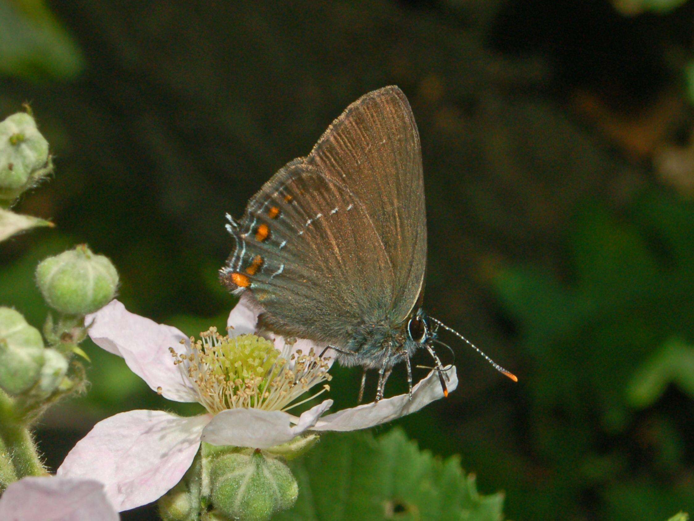 Image of Satyrium ilicis