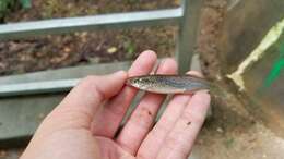 Image of Speckled killifish