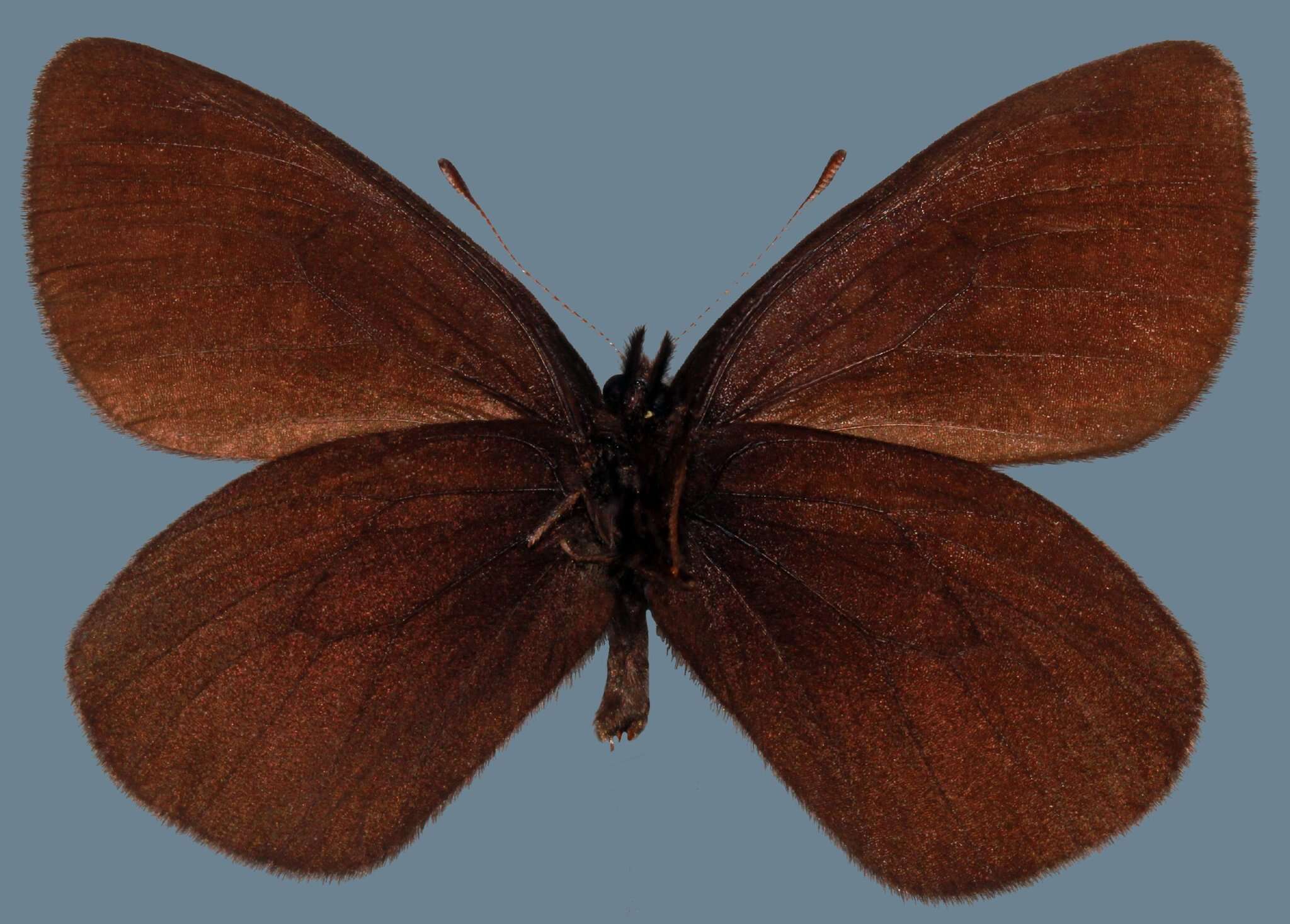 Image of <i>Erebia <i>magdalena</i></i> magdalena