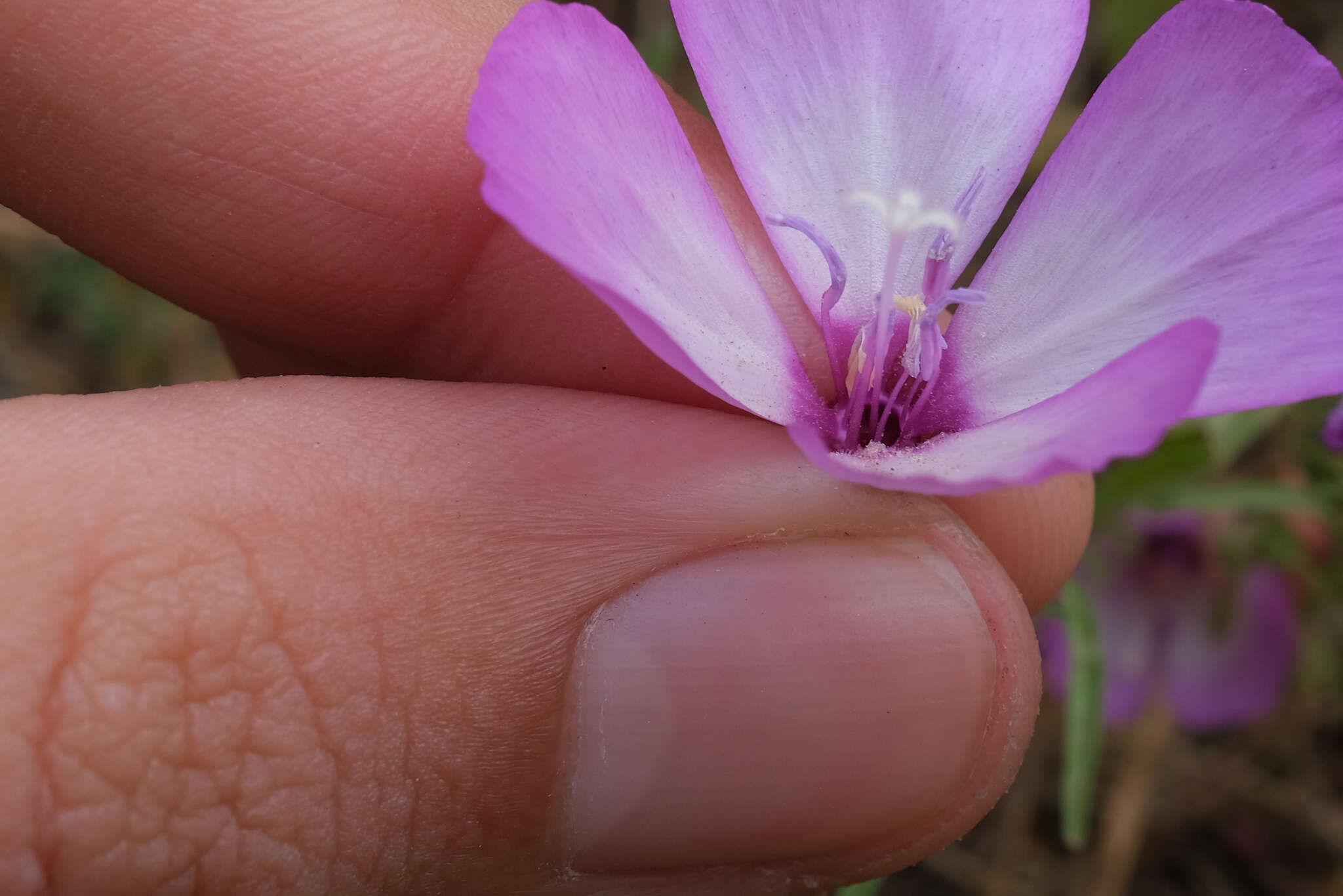 Plancia ëd Clarkia cylindrica subsp. cylindrica