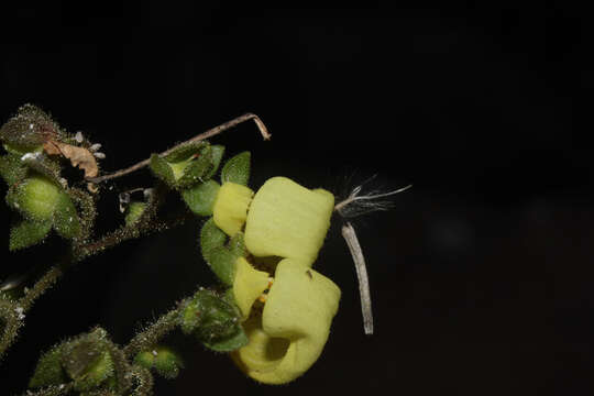 Image of Calceolaria lobata Cav.