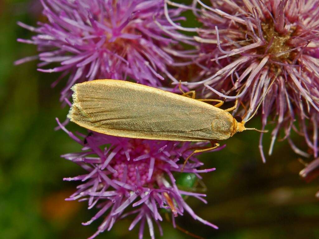 Image of common footman