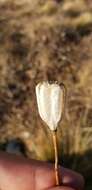 Image of Fritillaria collina Adam