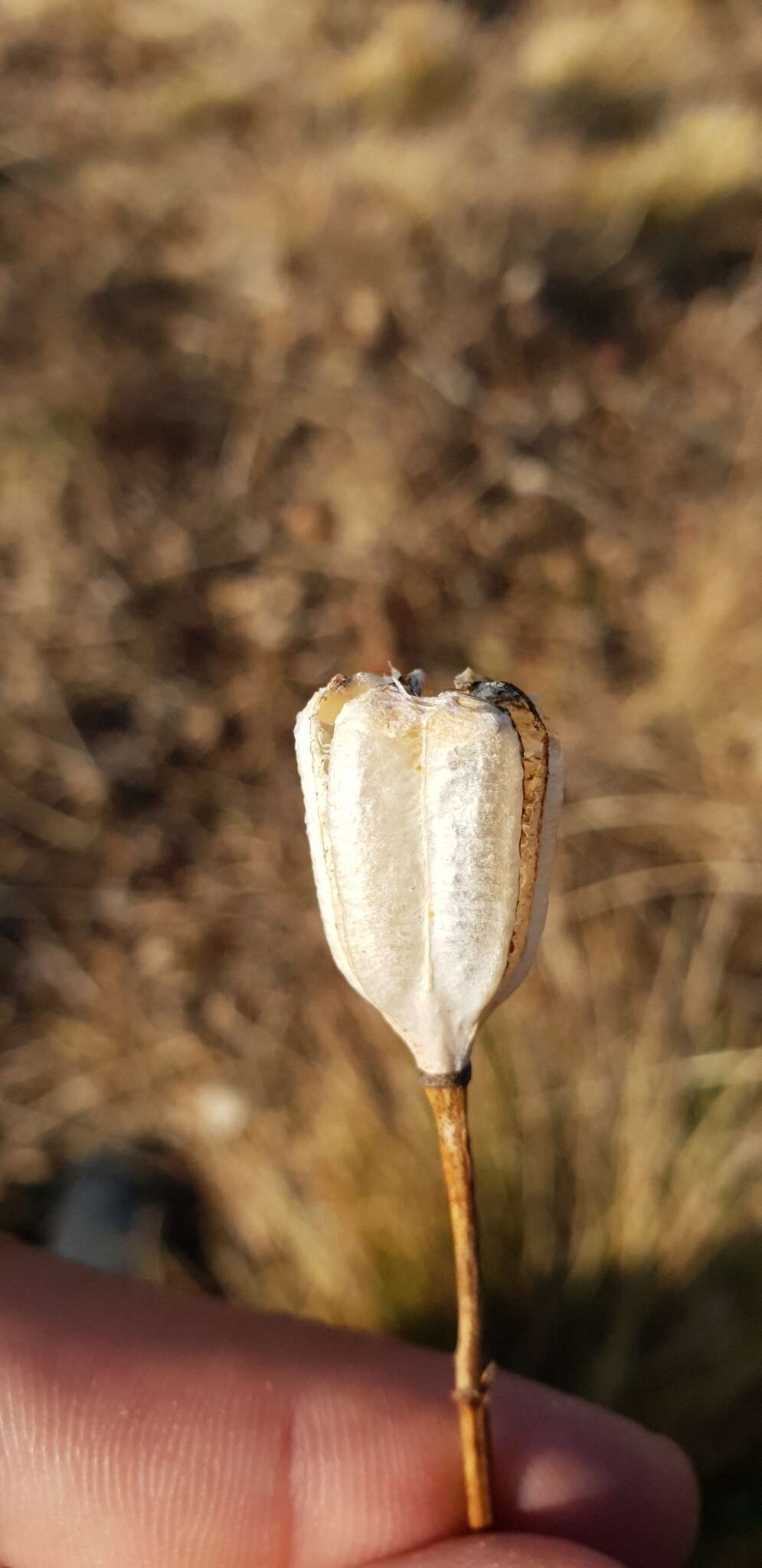 Image of Fritillaria collina Adam