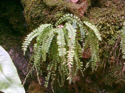 Image of maidenhair spleenwort