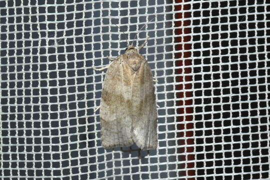 Image of Large Aspen Tortrix