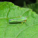 Cicadella nigrinervis (Stal 1866) resmi