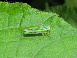 Image of Cicadella nigrinervis (Stal 1866)