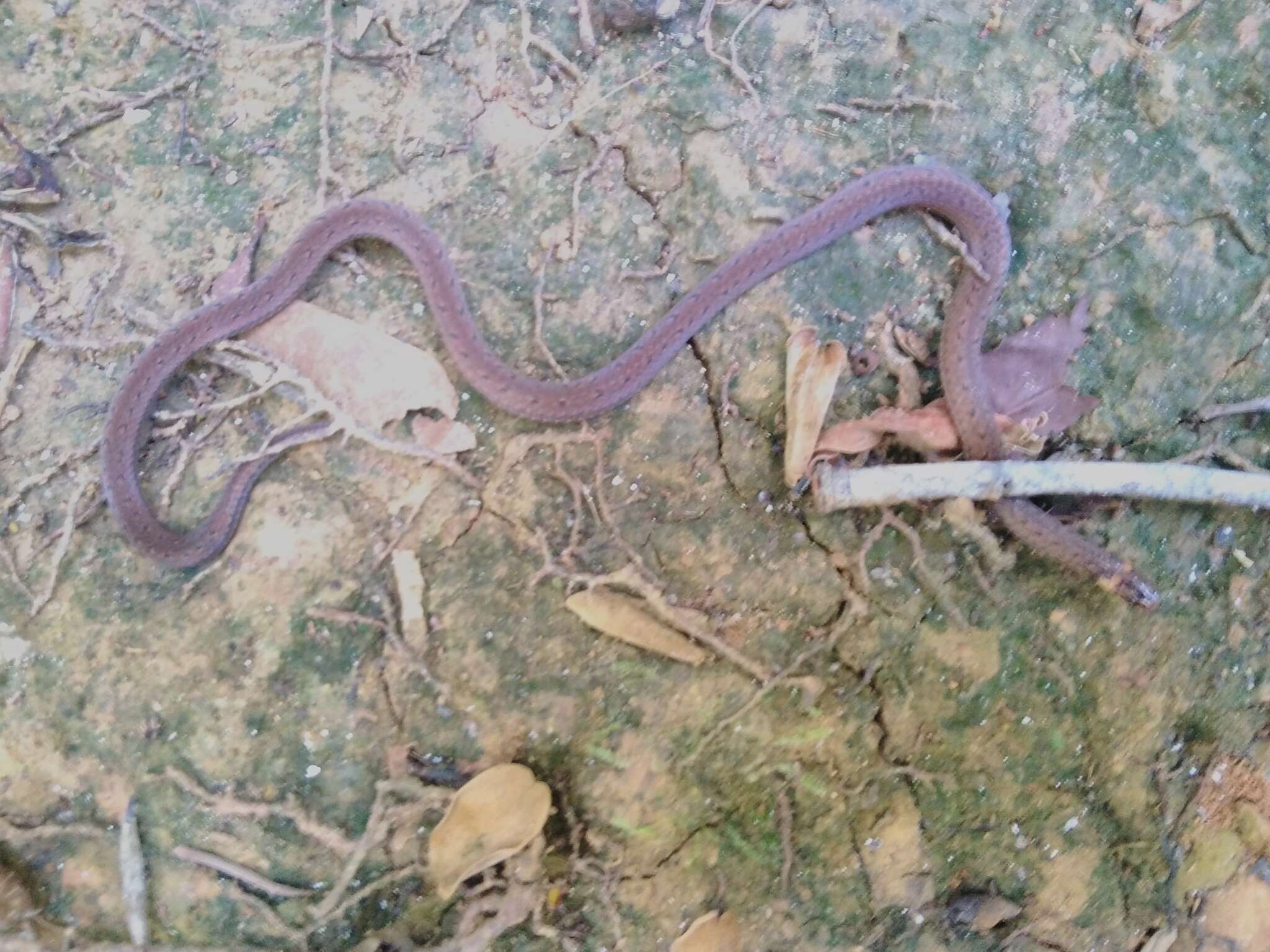 Image of Zidok's Ground Snake