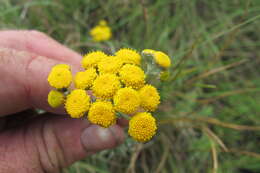 Слика од Schistostephium crataegifolium (DC.) Fenzl ex Harv. & Sond.