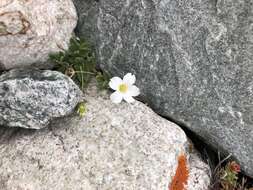 Imagem de Cerastium lithospermifolium Fisch.