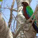 Image of Maroon Shining Parrot