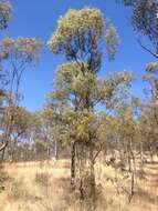 Image of Tasmanian blue gum