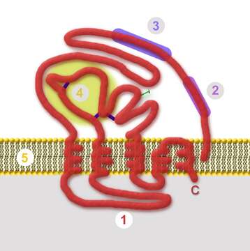 Image de Hepatitis B virus