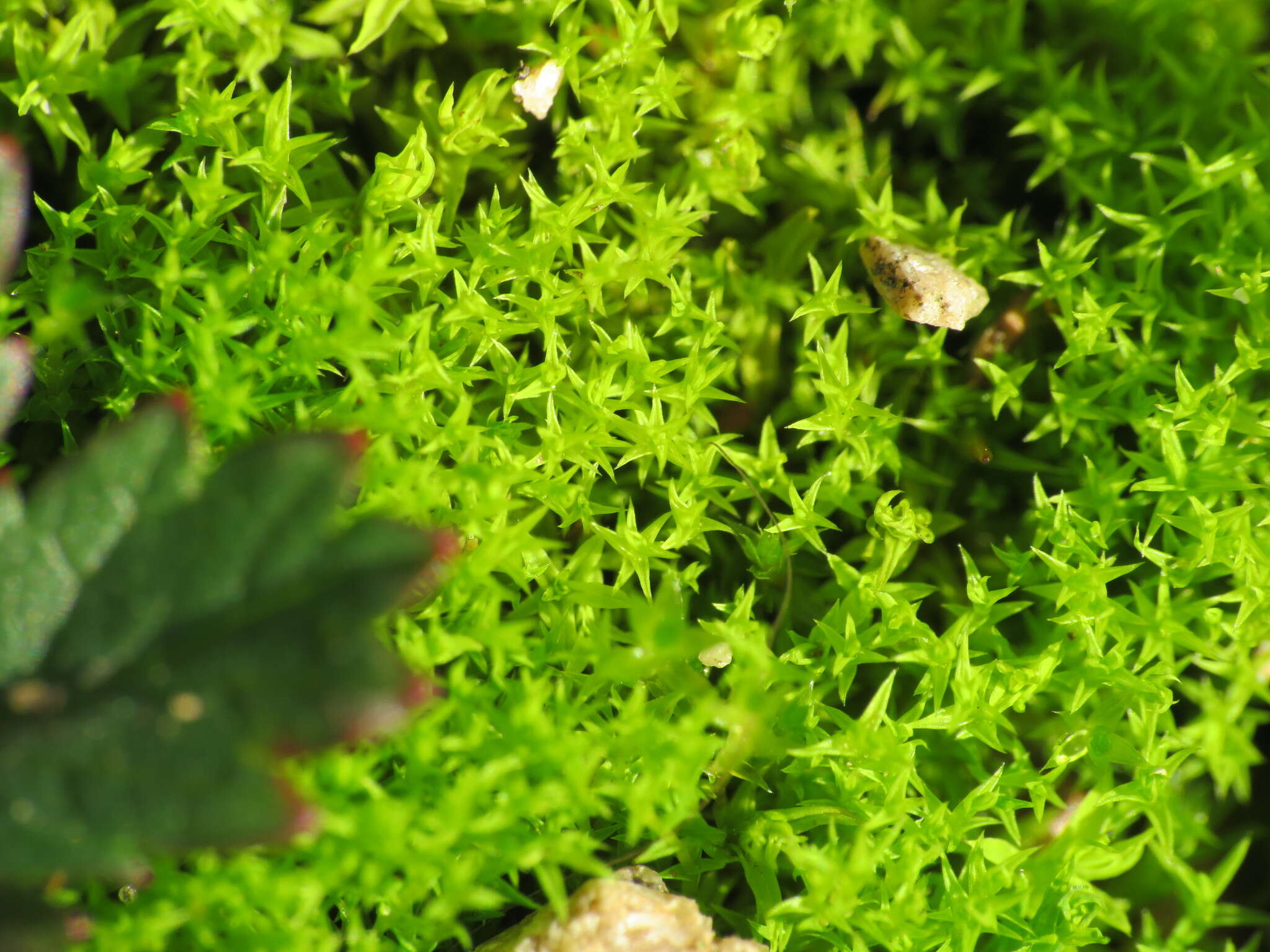 صورة Pseudocrossidium hornschuchianum Zander 1979