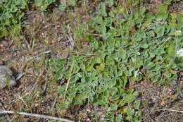 Plancia ëd Dichondra sericea Sw.