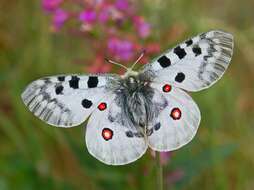 Image of Apollo Butterfly