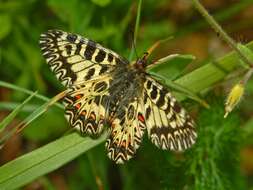 Image of Zerynthia polyxena