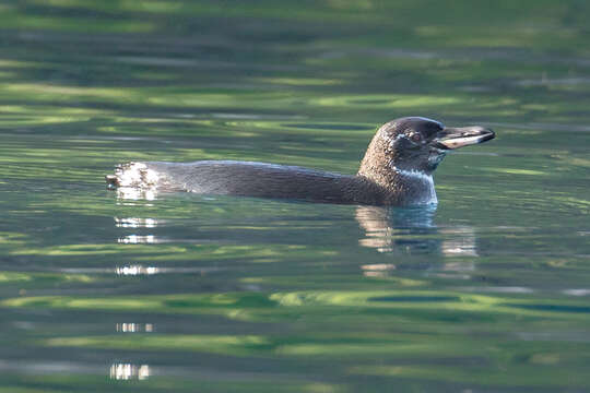 Imagem de Pinguim-das-galápagos