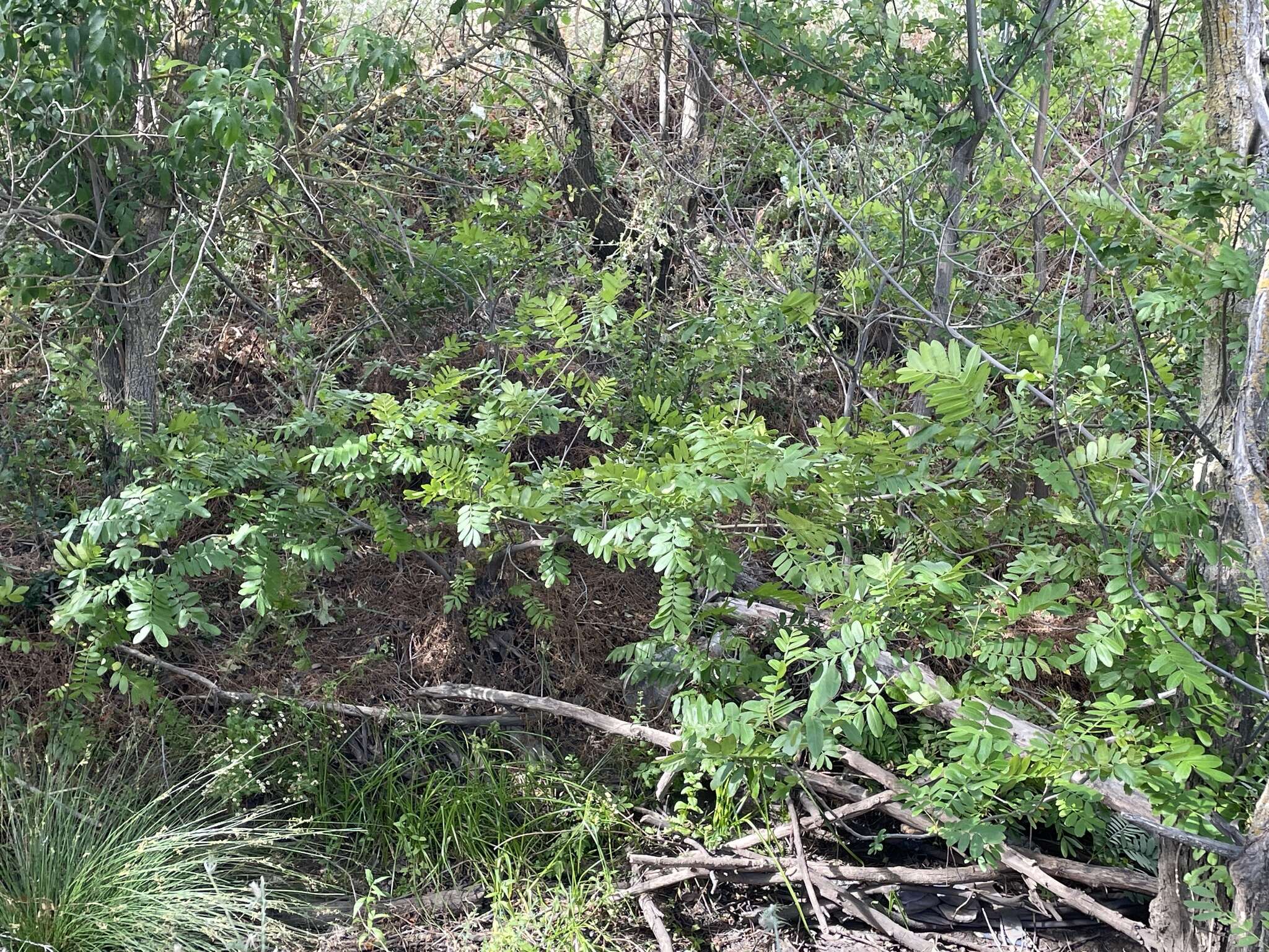 Слика од Pterocarya stenoptera C. DC.