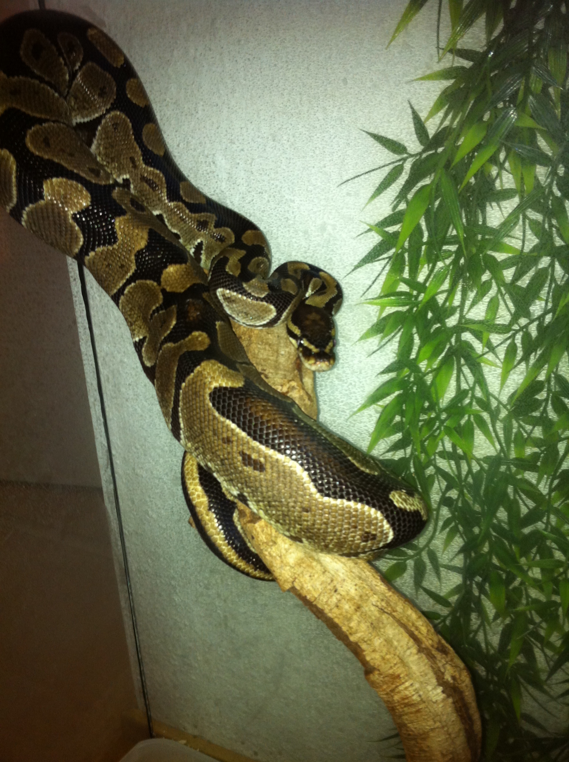 Ball python media - Encyclopedia of Life