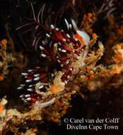 Cratena capensis Barnard 1927 resmi