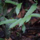 Image of woodland necklace fern