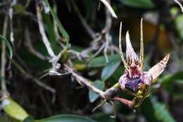 Imagem de Dendrobium amplum Lindl.