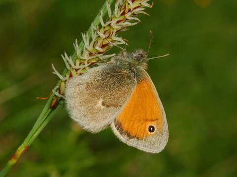 Image of small heath