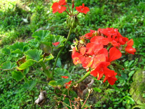 Imagem de Pelargonium hortorum Bailey