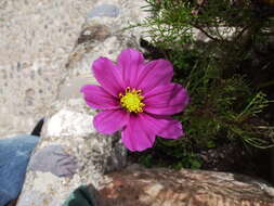 Image of garden cosmos