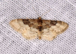 Image de Idaea completa Staudinger 1892