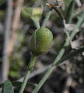 Слика од Crotalaria brevis Domin