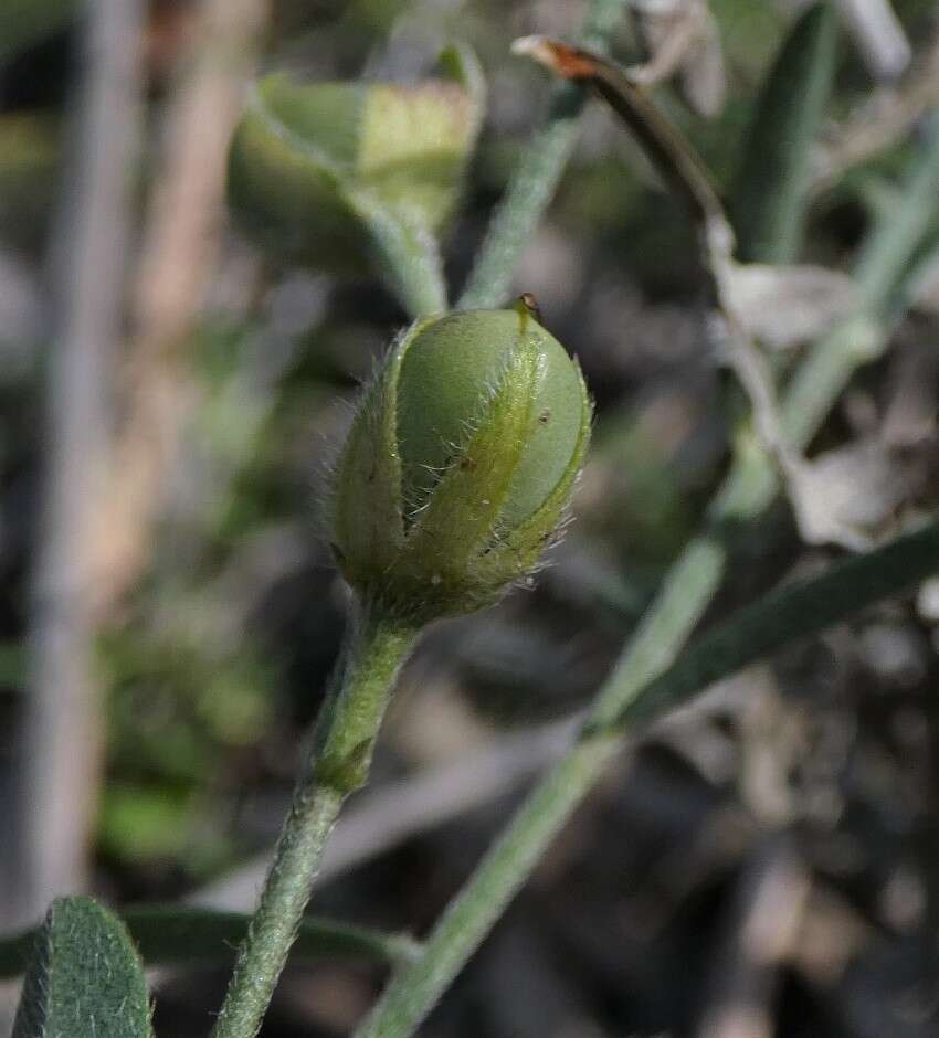 Слика од Crotalaria brevis Domin