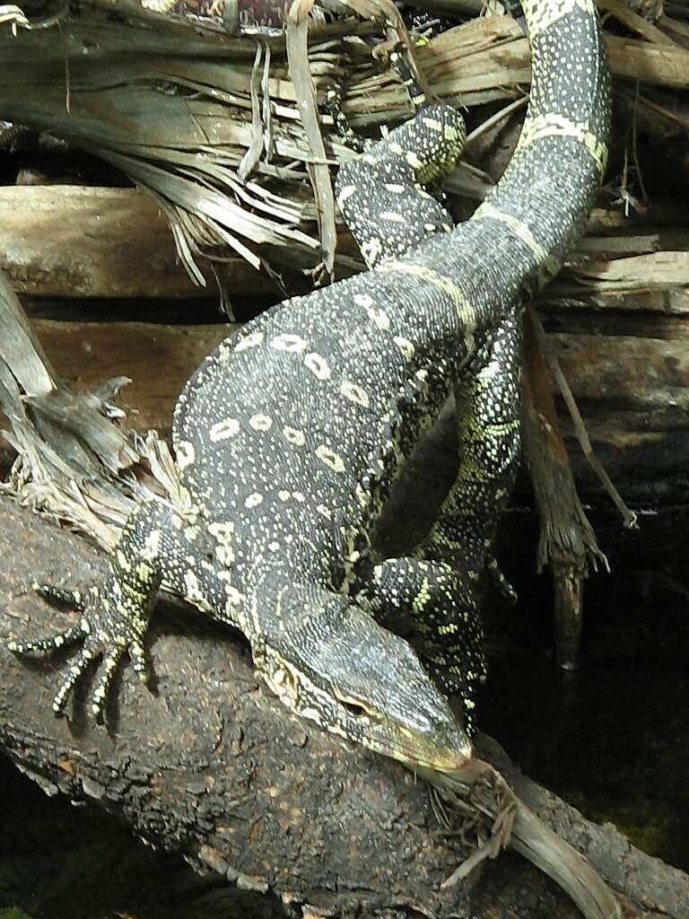 Image of Varanus niloticus