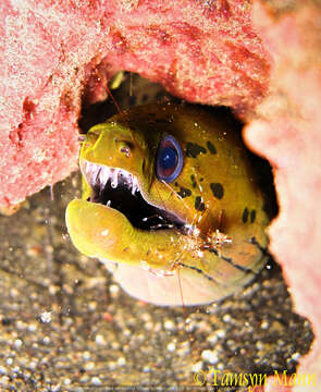 Image of Fimbriated moray