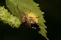 Image of Elasmucha grisea (Linnaeus 1758)