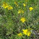 Слика од Oenothera berlandieri subsp. pinifolia (Engelm.) W. L. Wagner & Hoch