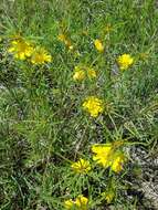 Oenothera berlandieri subsp. pinifolia (Engelm.) W. L. Wagner & Hoch resmi